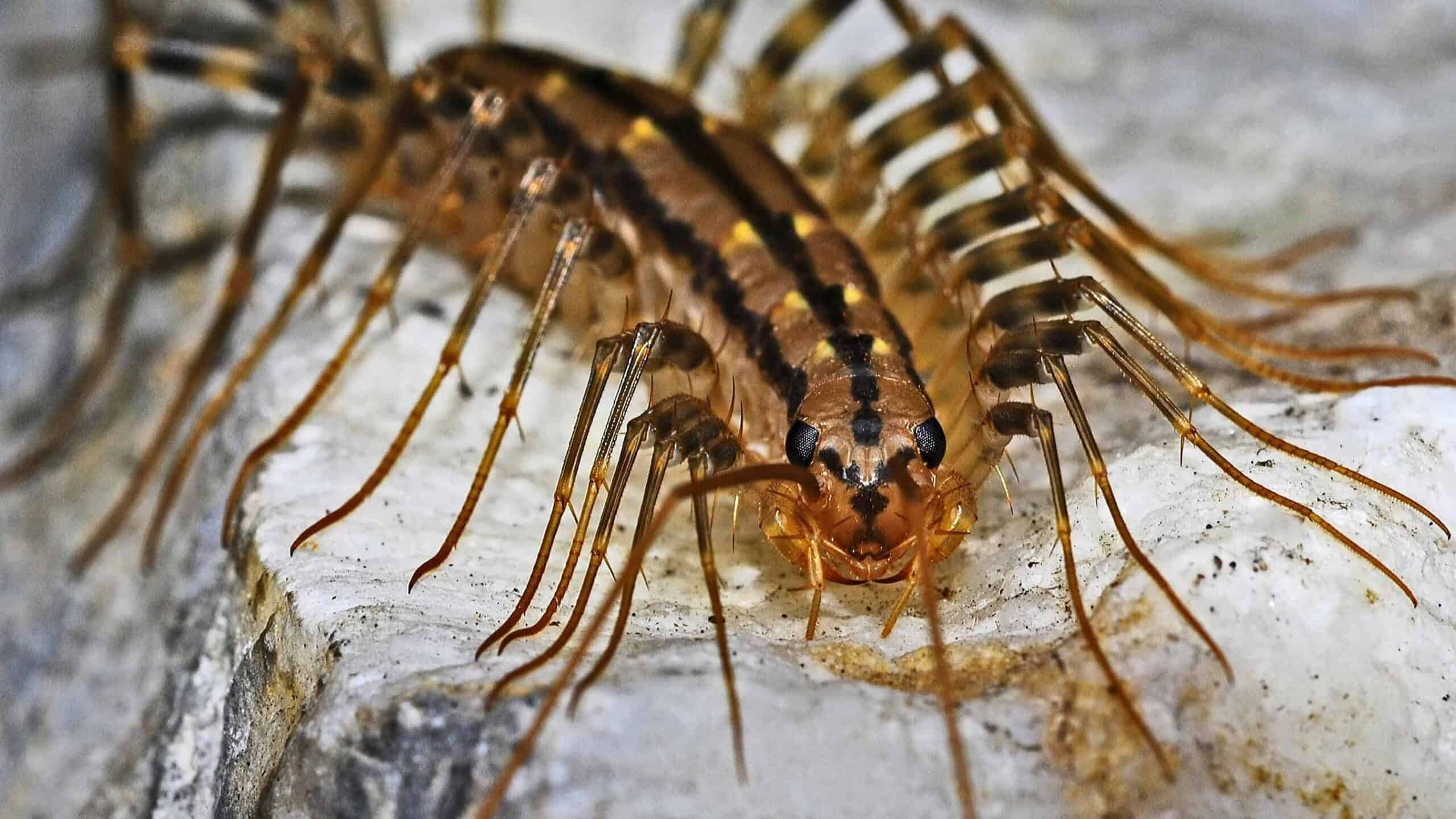 House centipede on basement wall showing common pest linked to damp or humid basements
