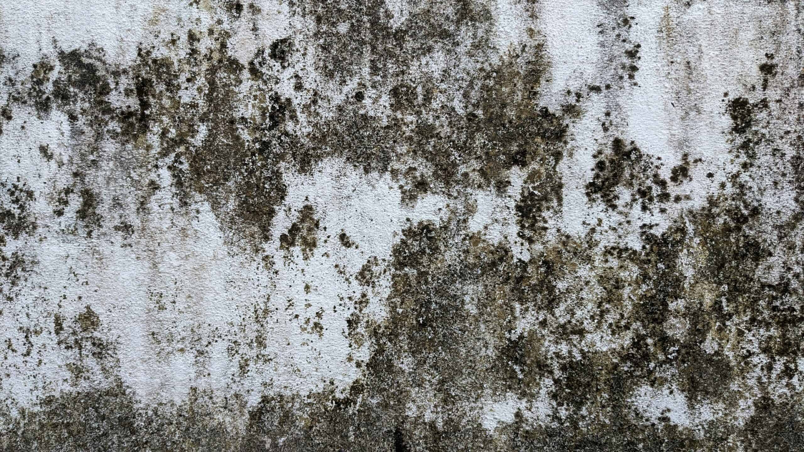 Black mold and water stains covering a basement wall, indicating moisture intrusion and poor drainage